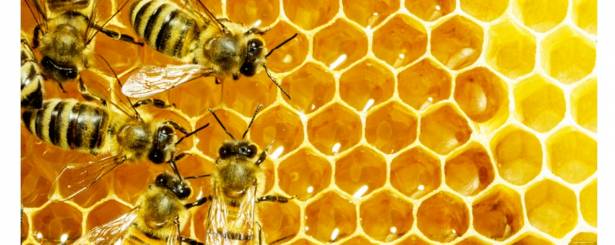 Higijenski zahtjevi za proizvodnju pčelinjih proizvoda